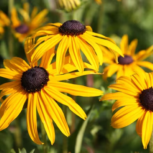 Rudbeckia Goldsturm de vânzare la ghiveci ❤️ FloraPris