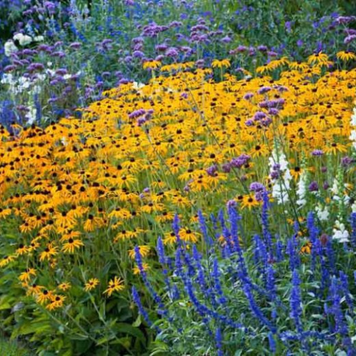 Rudbeckia Goldsturm de vânzare pret bun ❤️ FloraPris