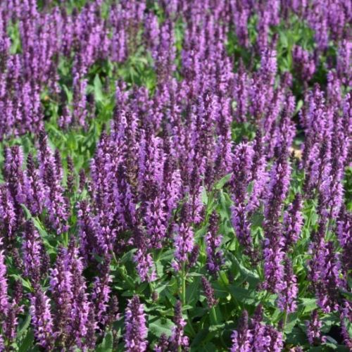 Salvia Bumbleberry de vânzare la ghiveci ❤️ FloraPris