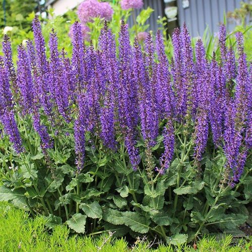 Salvia Rianne de vânzare la ghiveci preț bun ❤️ FloraPris