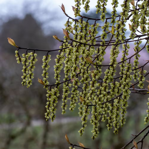 Stachyurus Celina a ghiveci, preț bun ❤️ FloraPris