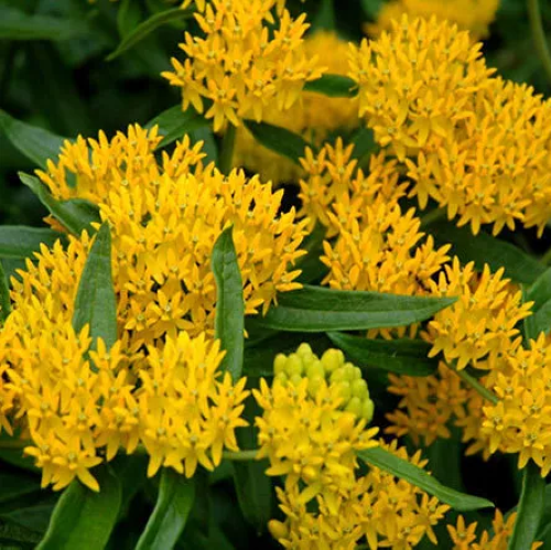 Asclepias Hello Yellow la ghiveci, preț bun ❤️ FloraPris