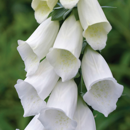 Digitalis Lucas White de vânzare la ghiveci, preț bun ❤️ FloraPris