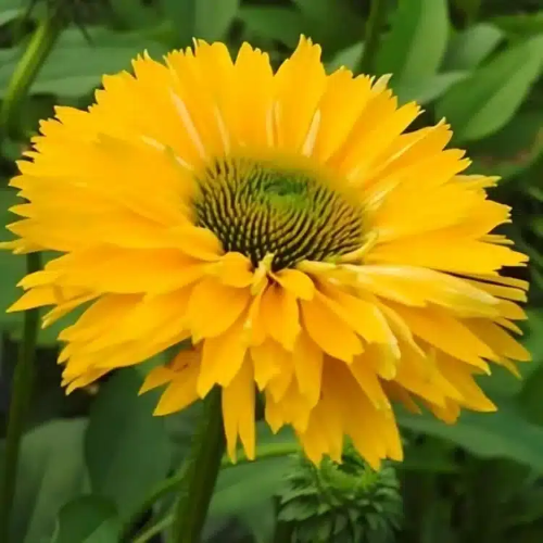 Echinacea Golden Sun de vânzare cu preț bun ❤️ FloraPris