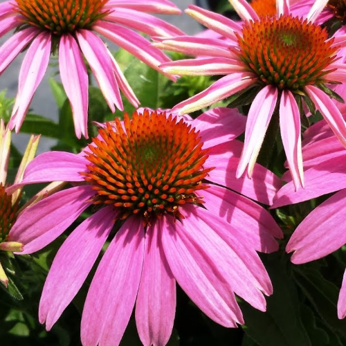 Echinacea Mistral de vânzare la ghiveci preț bun ❤️ FloraPris