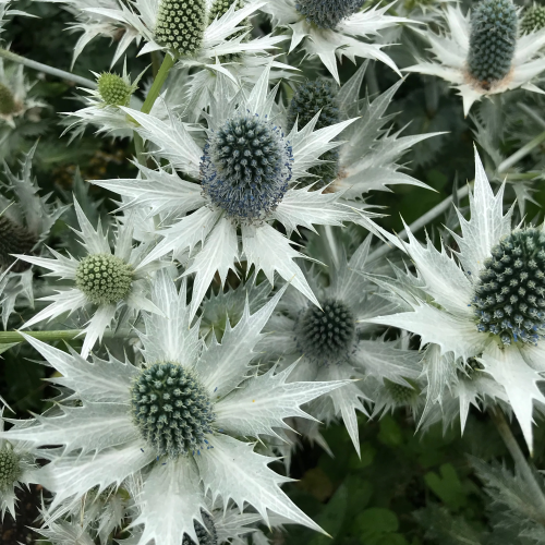 Eryngium Magical White Lagoon la ghiveci ❤️ FloraPris