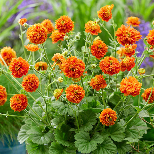 Geum Orange Pumpkin de vânzare, preț bun ❤️ FloraPris