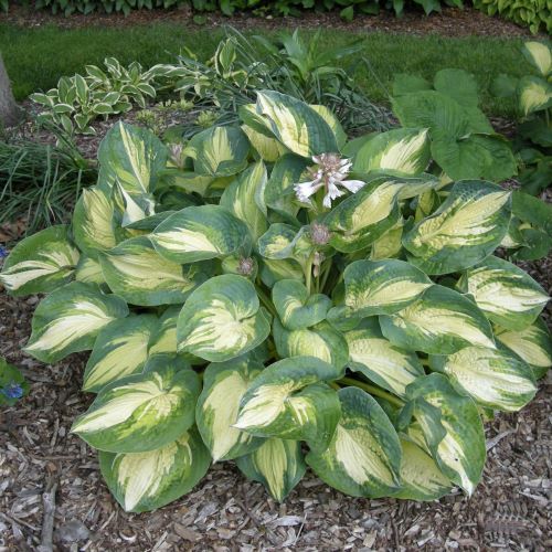 Hosta Great Expectation de vânzare la ghiveci, preț bun ❤️ FloraPris