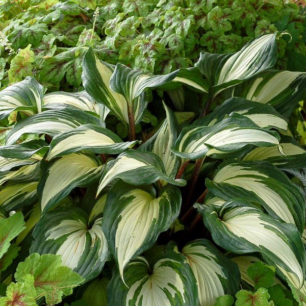 Hosta Raspberry Sundae de vânzare preț bun ❤️ FloraPris