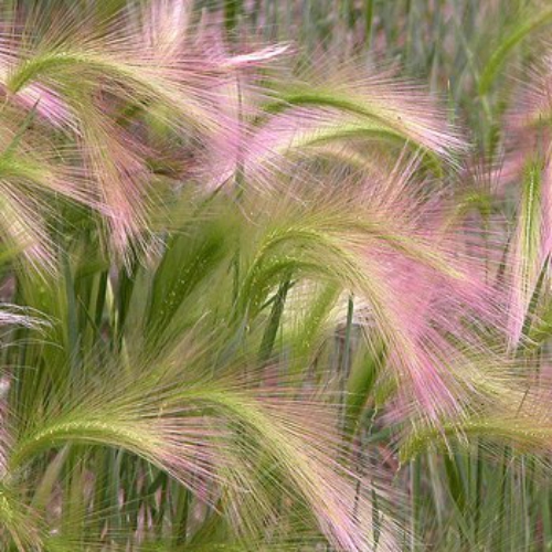 Iarba decorativă Hordeum Jubatum de vanzare la ghiveci pret bun ❤️ FloraPris