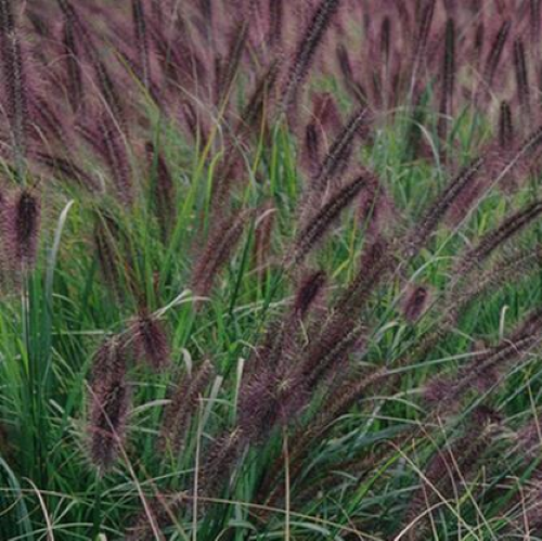 Iarba decorativă Pennisetum Moundry la ghiveci cu pret bun ❤️ FloraPris