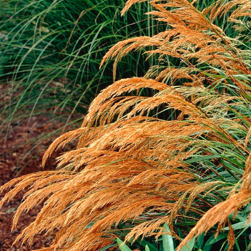 Iarba decorativă Stipa Splendens de vanzare ❤️ FloraPris