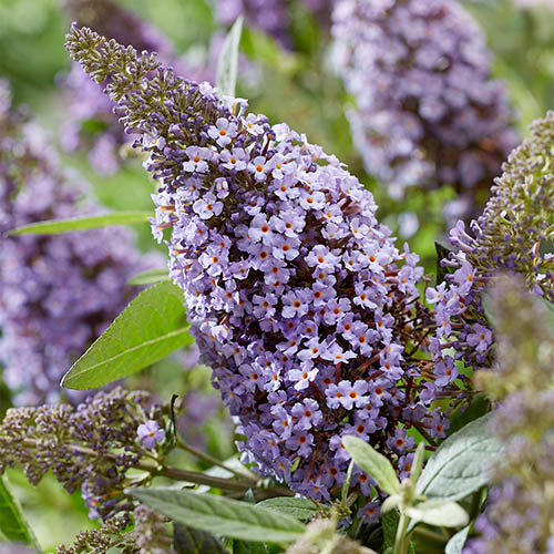 Liliac de vară albastru-lila la ghiveci ❤️ FloraPris