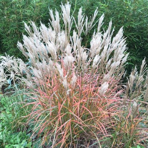 Miscanthus Ferner Osten de vanzare la ghiveci, pret bun ❤️ FloraPris