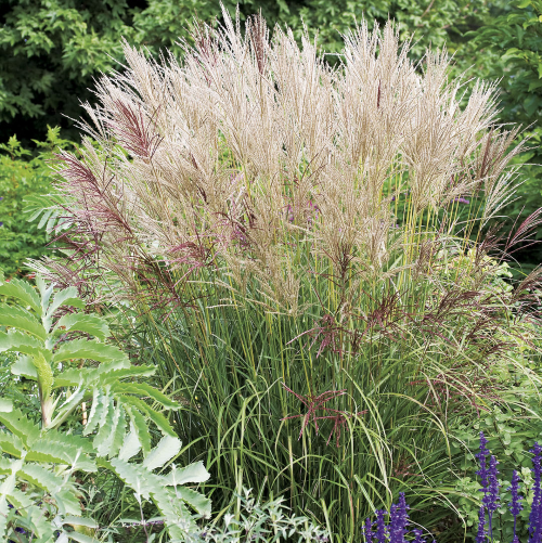 Miscanthus Ferner Osten de vanzare la ghiveci ❤️ FloraPris