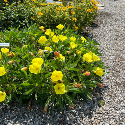 Oenothera Macrocarpa de vânzare la ghiveci ❤️ FloraPris