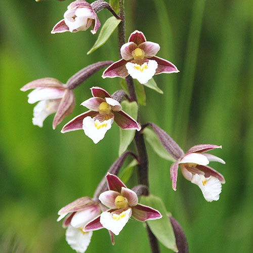 Orhidee de grădină Epipactis Palustris la ghiveci, preț mic ❤️ FloraPris