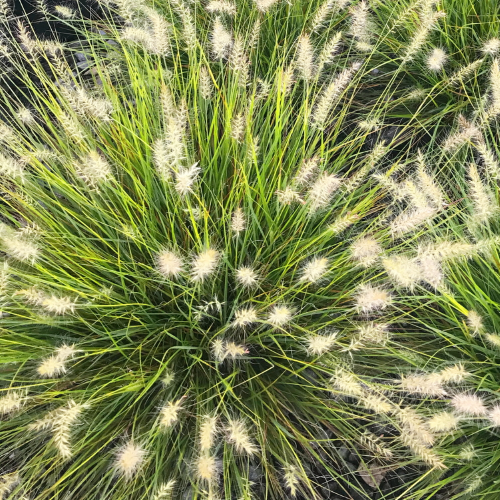 Pennisetum Lumen Gold la ghiveci pret bun ❤️ FloraPris