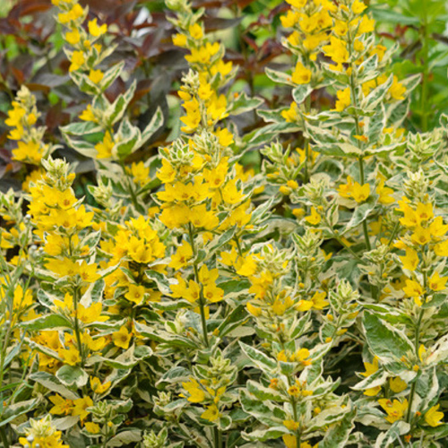 Lysimachia Punctata Alexander de vânzare la ghiveci, preț bun ❤️ FloraPris