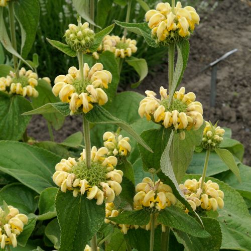 Phlomis Russeliana de vânzare la ghiveci ❤️ FloraPris