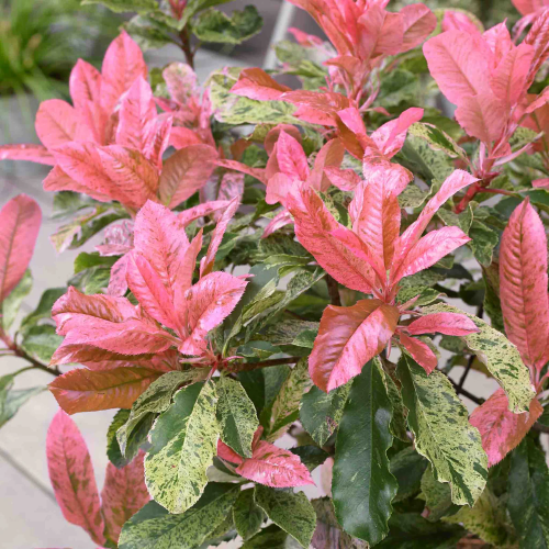 Photinia Pink Crispy la ghiveci, preț bun. Veșnic verde ❤️ FloraPris