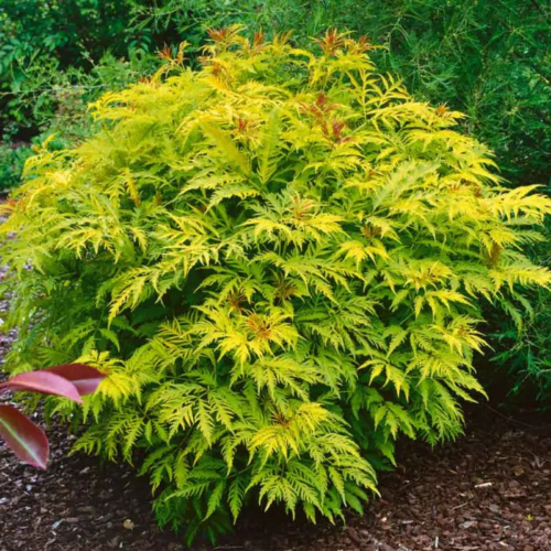 Sambucus Nigra Golden Tower la ghiveci ❤️ FloraPris (2)