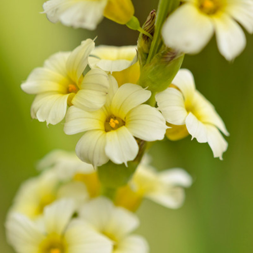 Sisyrinchium Striatum de vânzare la ghiveci, preț bun ❤️ FloraPris