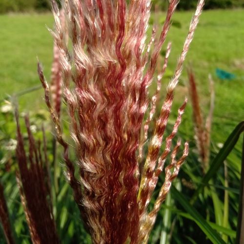 Miscanthus Red Zenith de vanzare la ghiveci, pret bun ❤️ FloraPris