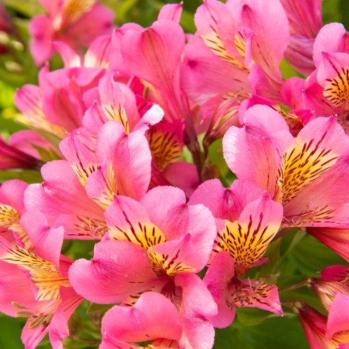 Alstroemeria Summer Rose de vânzare la ghiveci, preț bun ❤️ FloraPris