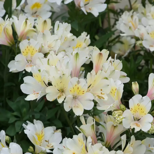 Alstroemeria Summer Snow de vânzare la ghiveci, preț bun ❤️ FloraPris