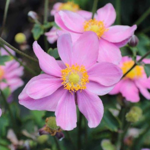 Anemone de toamna Bright Pink la ghiveci, preț bun ❤️ FloraPris