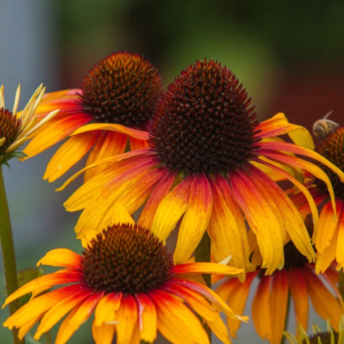 Echinacea Pearl Parrot de vânzare la ghiveci preț bun ❤️ FloraPris