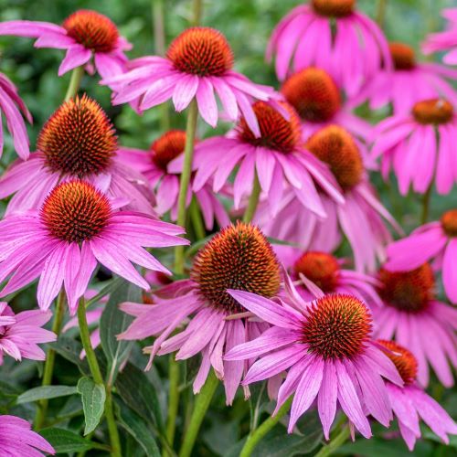 Echinacea Purple Emperor de vânzare la ghiveci preț bun ❤️ FloraPris