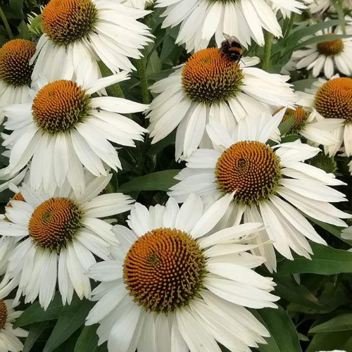 Echinacea White Medidation la ghiveci preț bun ❤️ FloraPris