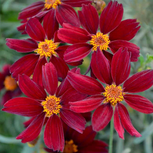 Coreopsis Red Satin de vânzare la ghiveci cu preț bun ❤️ FloraPris