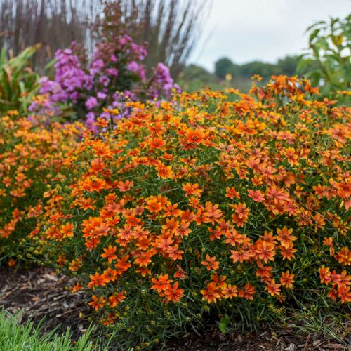 Coreopsis Sizzle Spice Crazy Cayenne la ghiveci cu preț bun ❤️ FloraPris