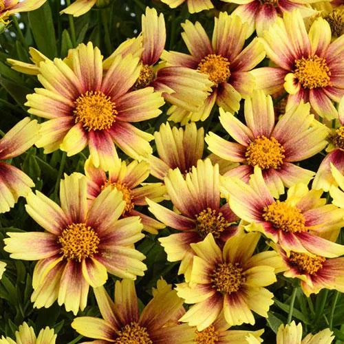 Coreopsis Sunset Burst Solanna de vânzare la ghiveci preț bun ❤️ FloraPris