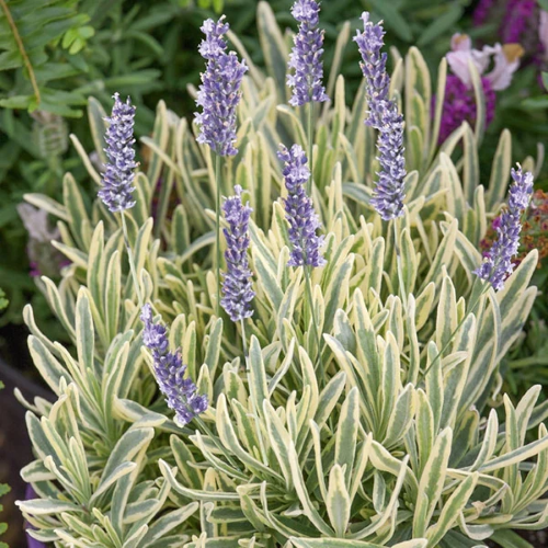 Lavandula Platinum Blonde de vânzare la ghiveci ❤️ FloraPris