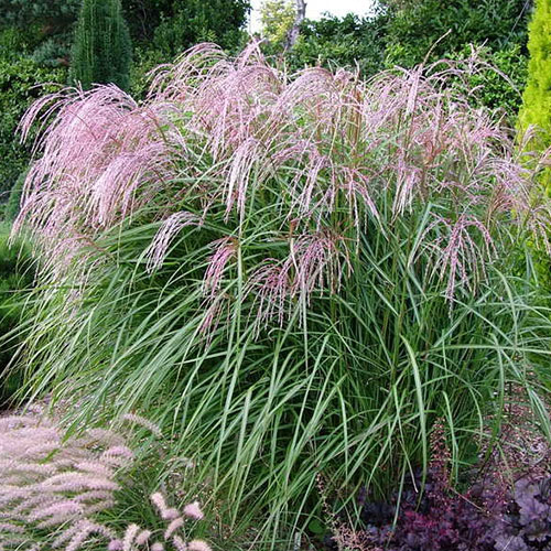 Miscanthus Flamingo de vanzare la ghiveci ❤️ FloraPris