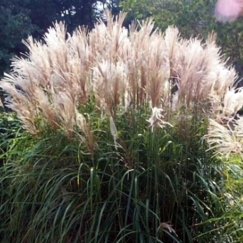 Miscanthus Graciella de vanzare la ghiveci, pret bun ❤️ FloraPris