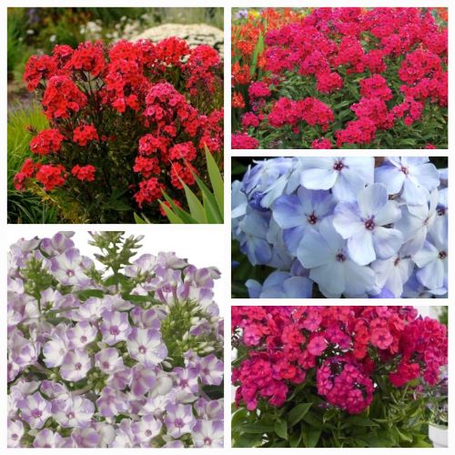 Ofertă – 5 Phlox Paniculata de vanzare la ghiveci cu pret bun ❤️ FloraPris