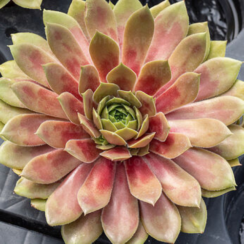 Sempervivum Bigsam Coral Gray de vânzare pret bun ❤️ FloraPris