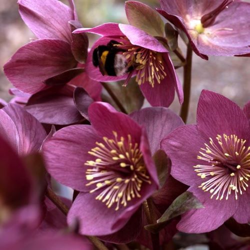 Helleborus Early Red de vânzare, preț bun. Veșnic verde ❤️ FloraPris