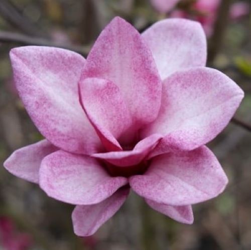 Magnolia Starburst de vânzare la ghiveci de 5l preț bun ❤️ FloraPris