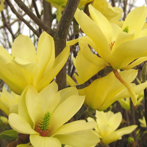 Magnolia Yellow Lantern de vânzare la ghiveci de 5l preț bun ❤️ FloraPris