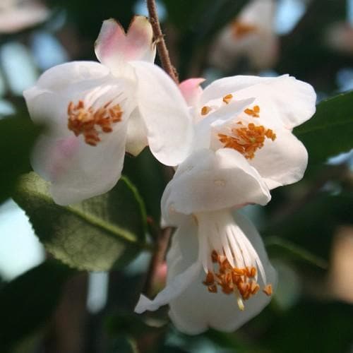 Camellia Cupido la ghiveci. Veșnic verde ❤️ FloraPris