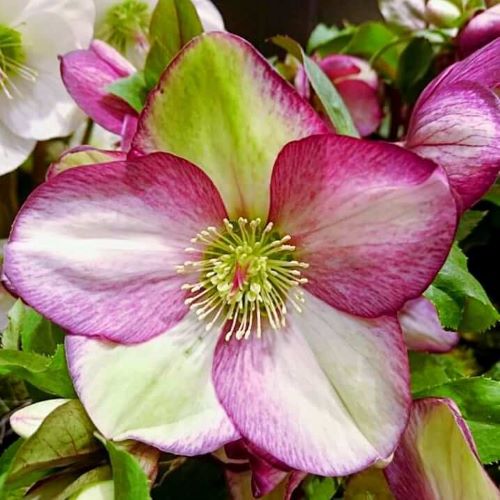 Helleborus Rosetta de vanzare la ghiveci, preț bun ❤️ FloraPris