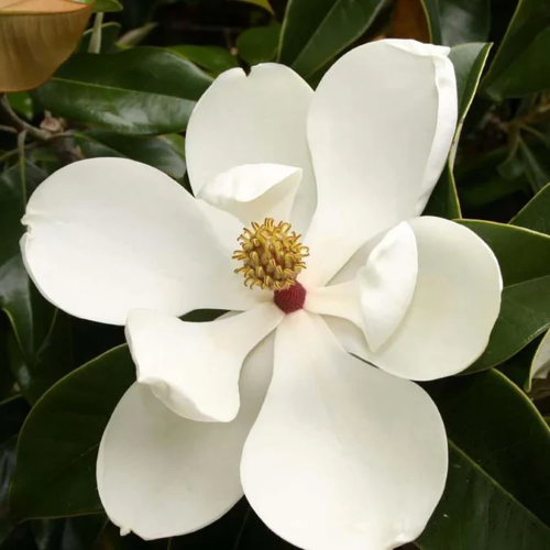 Magnolia grandiflora Alta la ghiveci de 5l. Veșnic verde ❤️ FloraPris