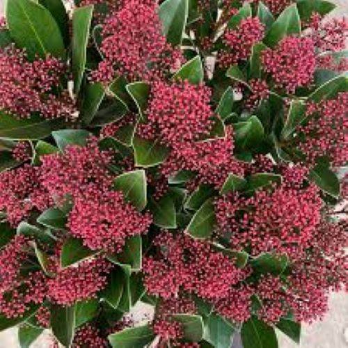 Skimmia Rubella la ghiveci, preț bun. Veșnic verde ❤️ FloraPris