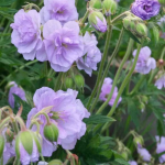 Geranium Cloud Nine (mușcata de grădină) la ghiveci, pret bun ❤️ FloraPris